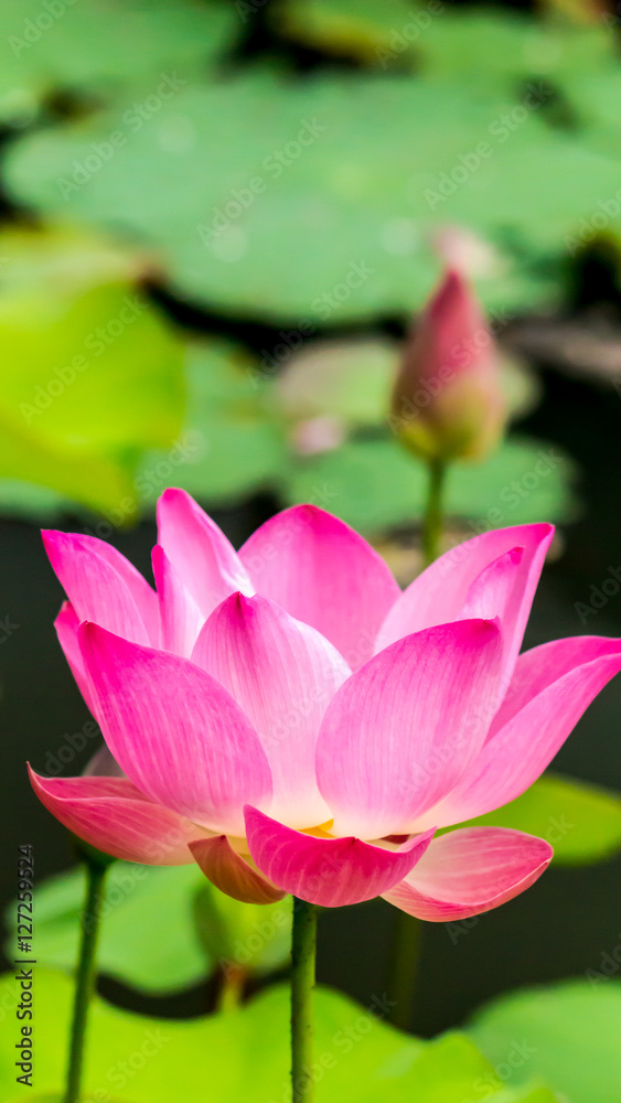 Beautiful pink lotus flower in pond./ Beautiful pink lotus flower in pond after rain on rainy season.