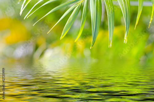 Natural defocused and depth of field  DOF  effect of palm leaf  the bokeh effect and water reflection