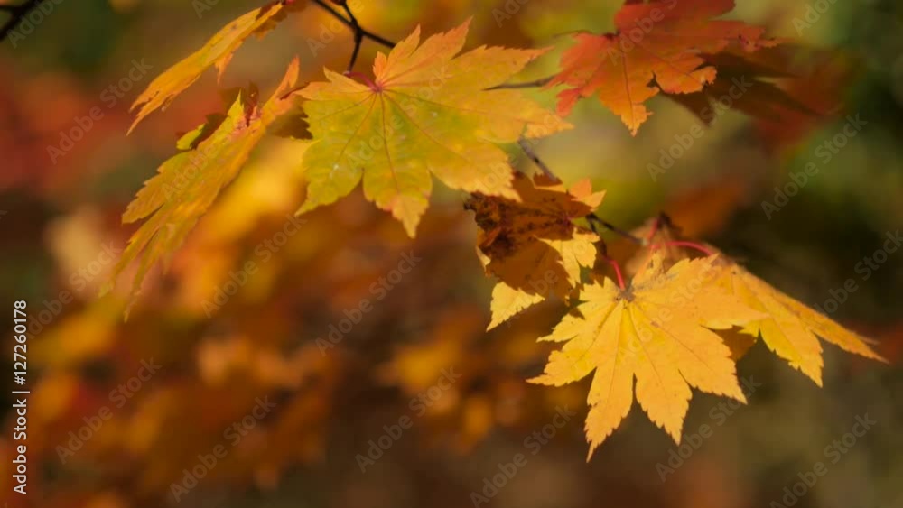 そよ風と木漏れ日の森 58-紅葉 そよ風と木漏れ日の森 58-紅葉