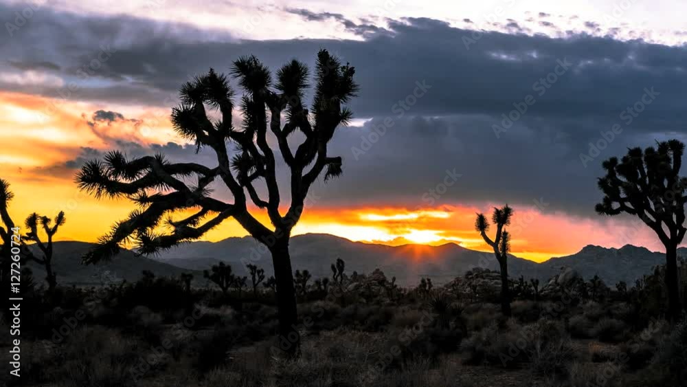 Joshua Tree Beautiful Sunrise Sunset Timelapse