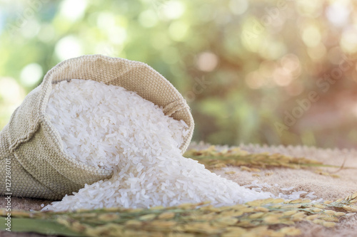 paddy rice with a rice uncooked in a bag with rice pile and the spike rice form the field of farmland on a sack in bokeh background.