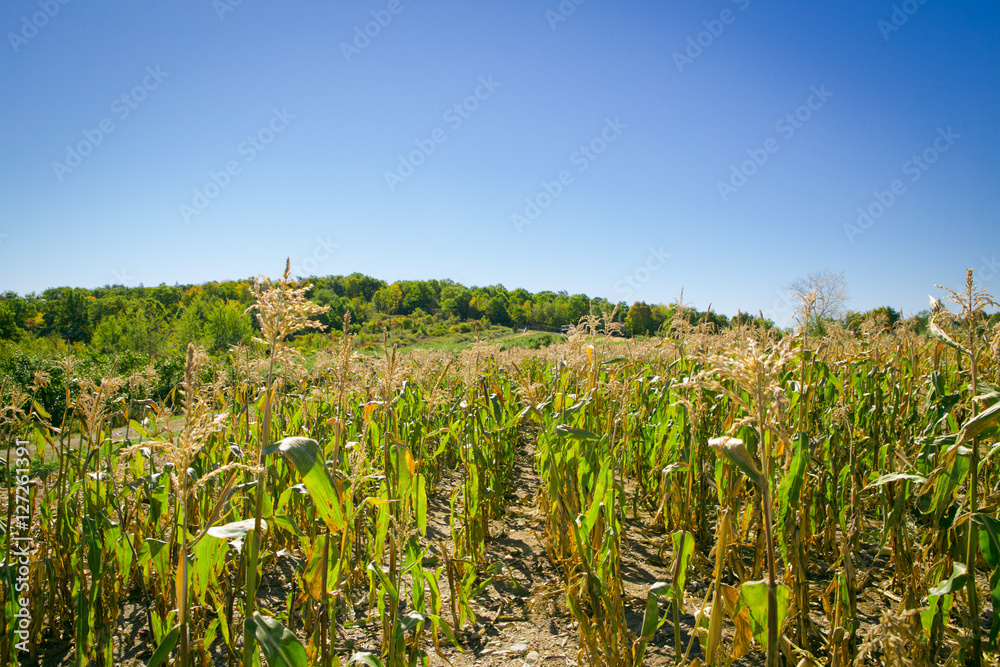 Corn field on a hill