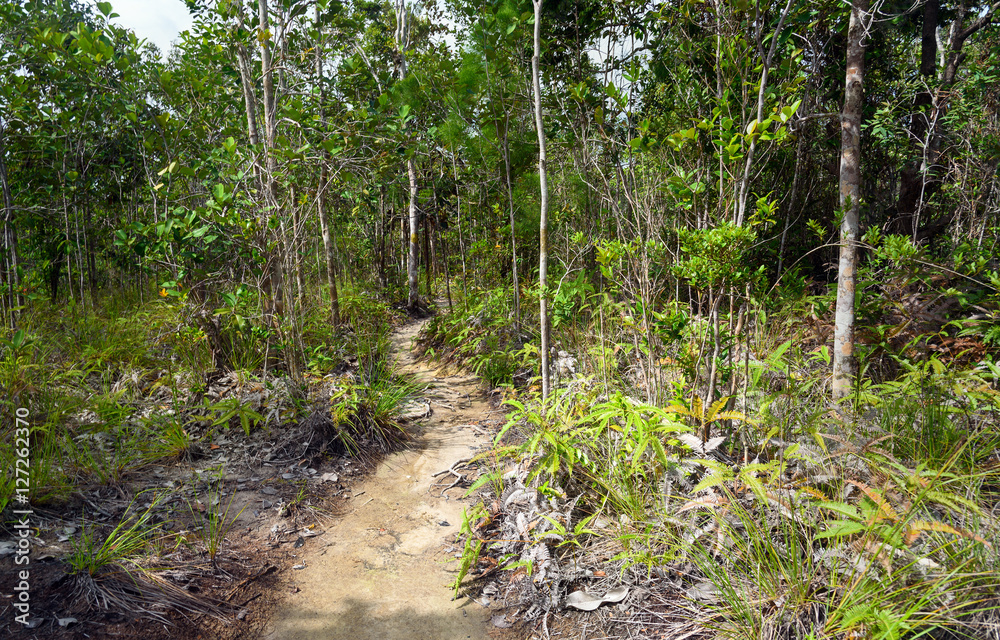 Trail in the rainforest at Bako National Park