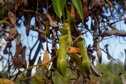 Carnivorous pitcher plant. Nepenthes albomarginata photo