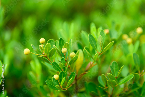 Green bushes with seeds