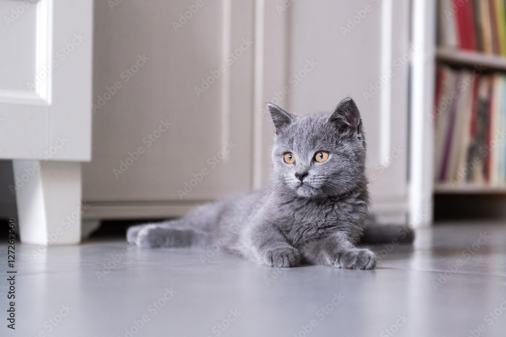 The British Shorthair cat, taken indoors