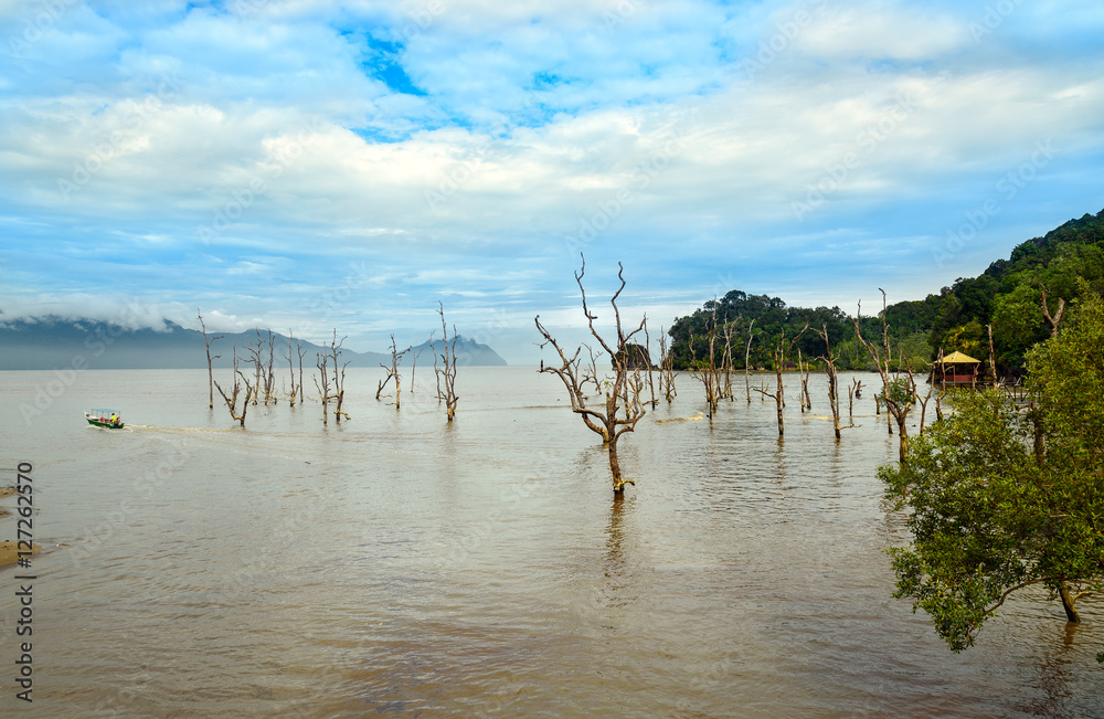 Dead mangrove trees in water