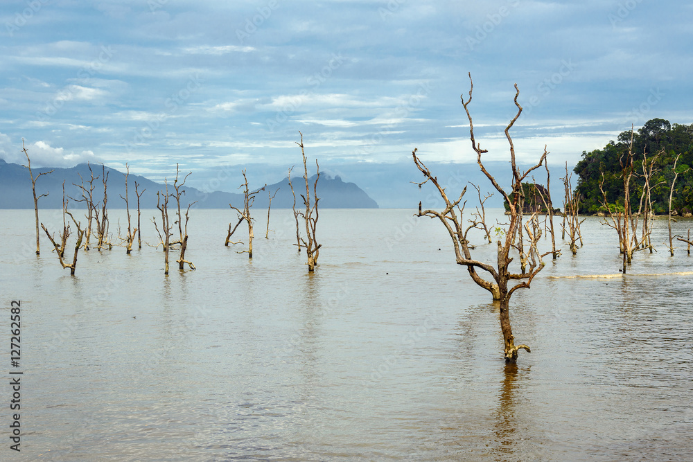 Dead mangrove trees in water