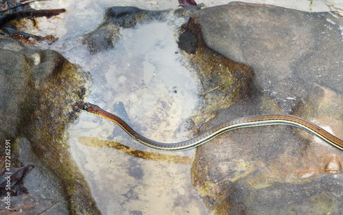 Eastern ribbon snake, Thamnophis sauritus photo