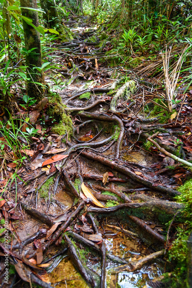 Roots on trail in Bako National Park