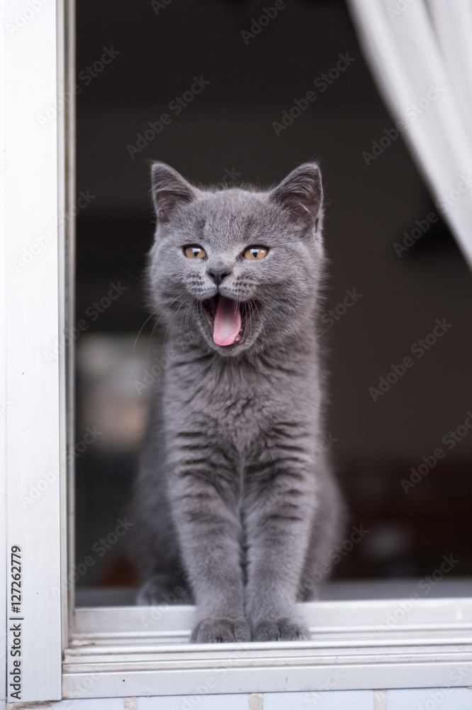 Fototapeta premium The British Shorthair cat, taken indoors