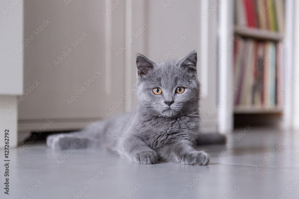 Fototapeta premium The British Shorthair cat, taken indoors