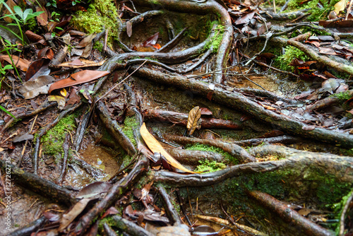 Roots on trail in Bako National Park