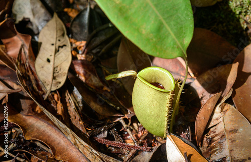 Ground pitcher, Nepenthes ampullaria photo