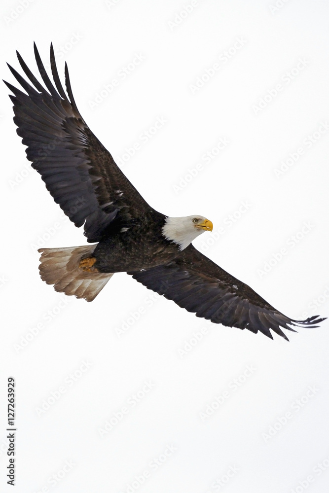 Fototapeta premium Bald Eagle in flight against white Sky