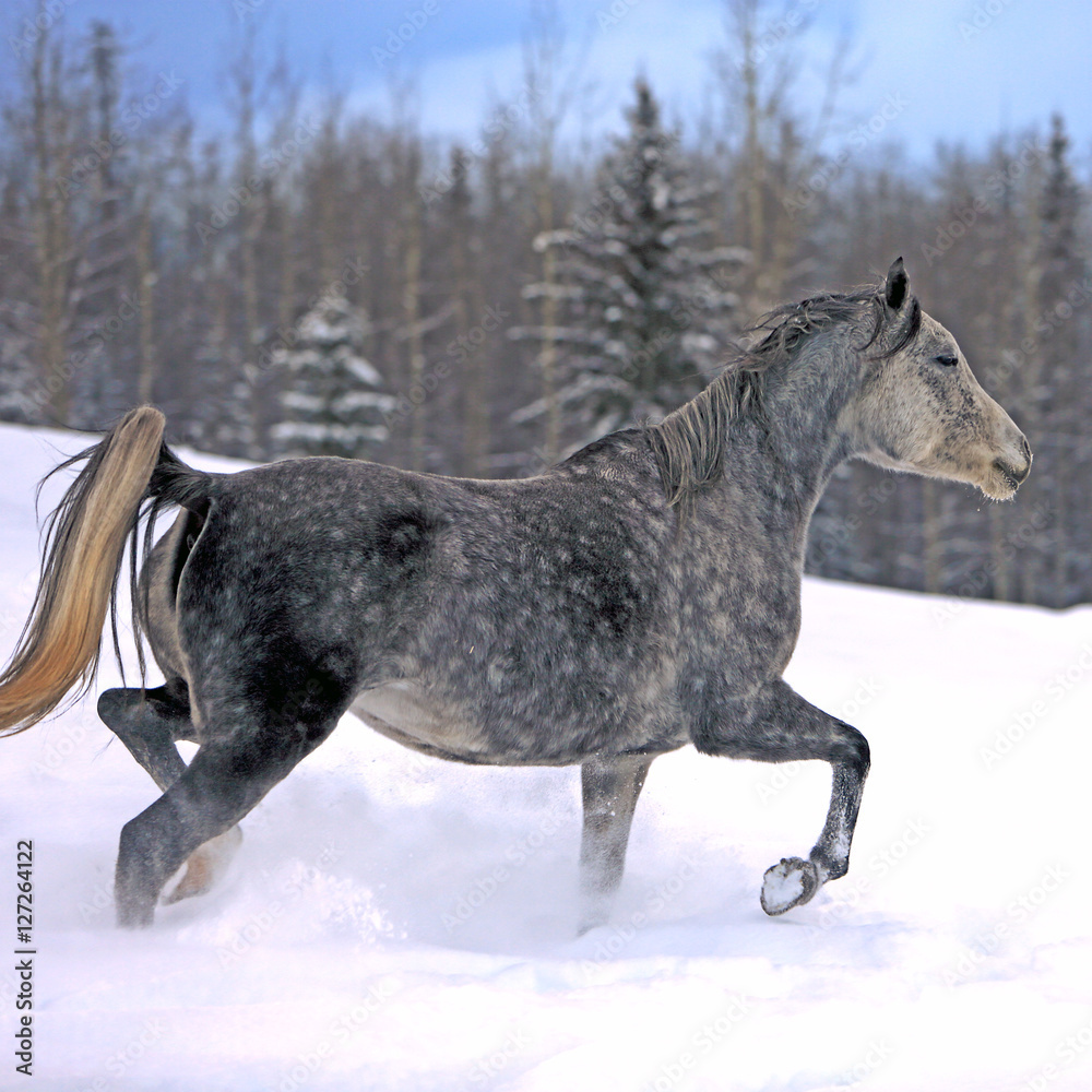 Grey dapple Mare cantering on meadow in fresh snow