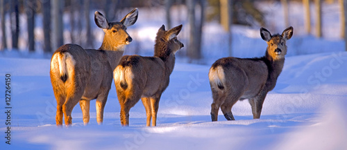 Fotografija Mule Deer Doe with two  fawn standing in deep snow in late afternoon sunlight