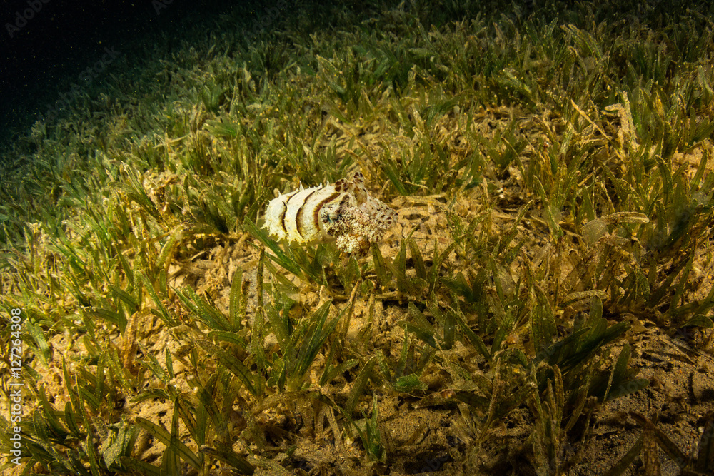 Cuttlefish Cuttlefish