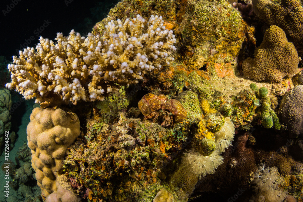 Obraz premium Hermit crab