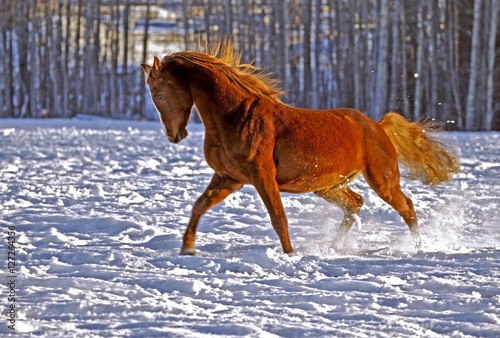 Beautiful Chestnut Stallion running in field in winter