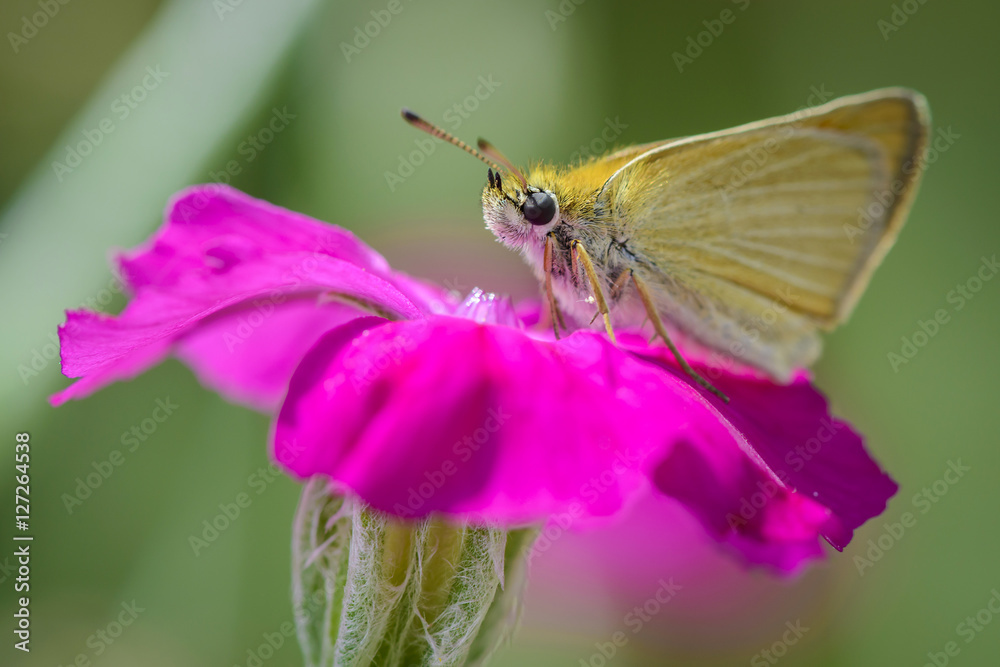 closeup of a brown butterfly on a pink flower blossom closeup of a brown butterfly on a pink flower blossom