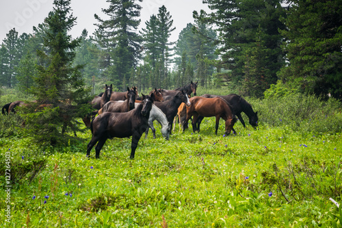 Herd of wild horses in forest