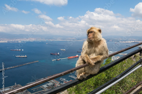 Young Barbery Ape sitting on a wall at the top of The Rock of Gi © chrwittm
