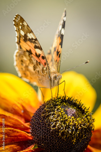 close up of a colourful butterfly (Vanessa cardui) on a yellow flower, this buttelfly is known as painted lady or cosmopolitan photo