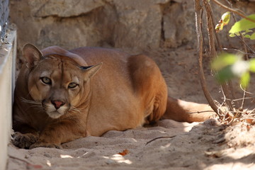 Crédence de cuisine Puma Berglöwe puma au regard sauvage  © hecke71