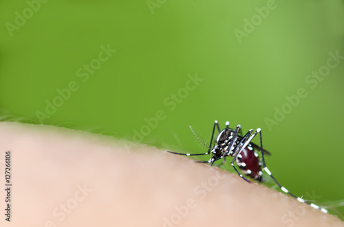 Macro and depth of field (DOF) effect of Albopictus Mosquito - Albopictus mosquito sucking blood