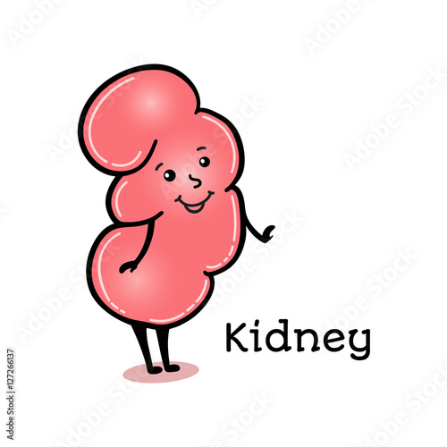 Cute and funny human kidney character  cartoon vector illustration isolated on white background. Healthy smiling kidney character with arms and legs