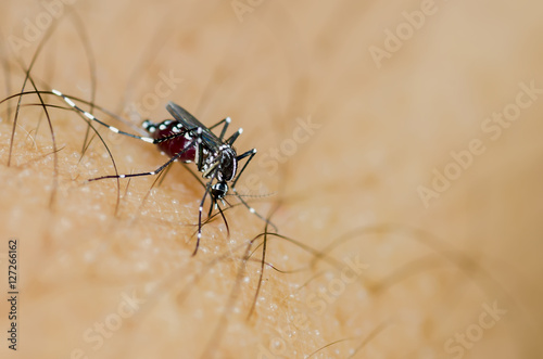Macro and depth of field (DOF) effect of Albopictus Mosquito - Albopictus mosquito sucking blood
