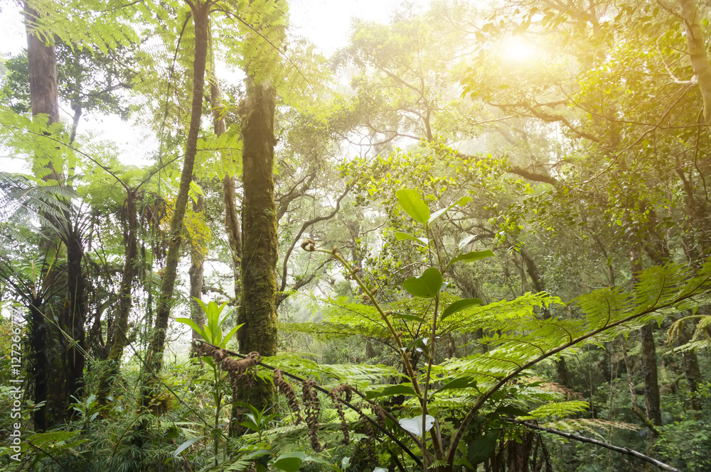 Fototapeta premium Beautiful autumn forest mountain path at sunrise