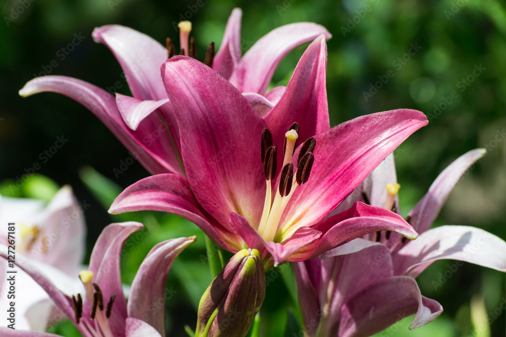 Pink lily on a green background. Lilies in the sun in the summer garden.