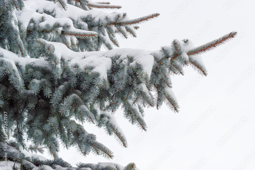 Branches of a blue spruce covered with snow closeup