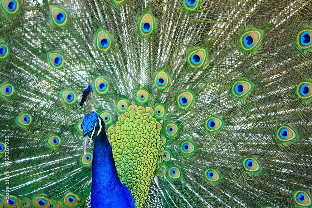 Obraz premium Peacock King