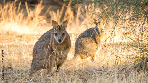 Two Tammar wallabies in long grass photo