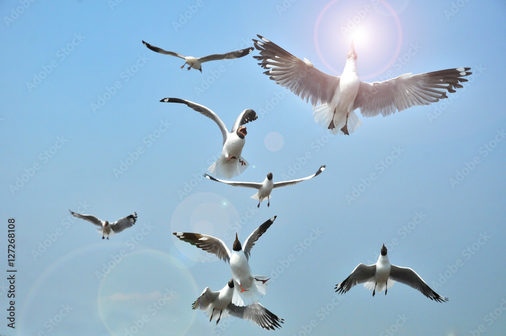Obraz premium Black headed Gull flying on blue Sky. Birds Feeding