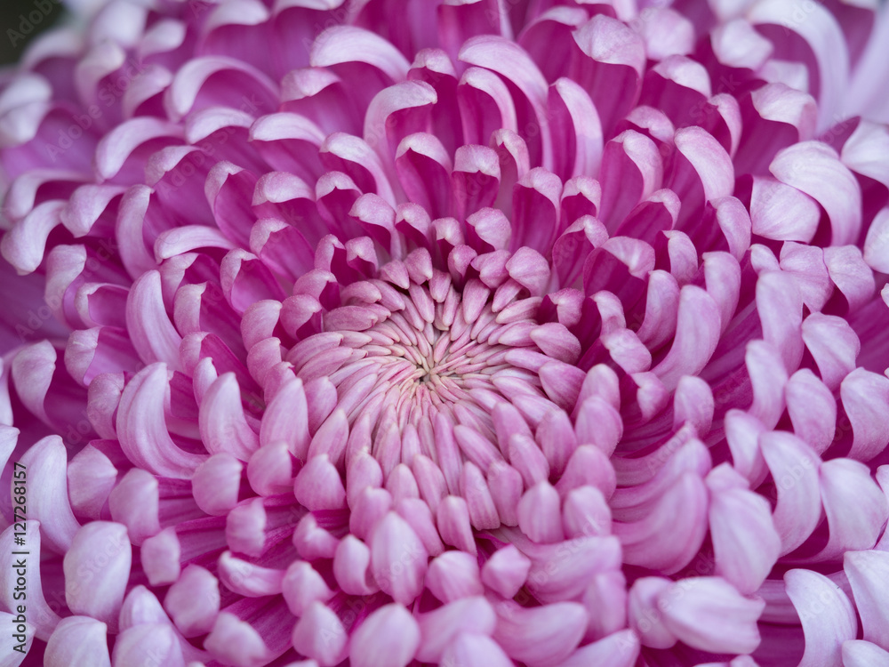 Obraz premium 菊の花