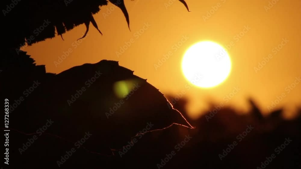 Summer sunflowers with a beautiful sunset Summer sunflowers with a beautiful sunset