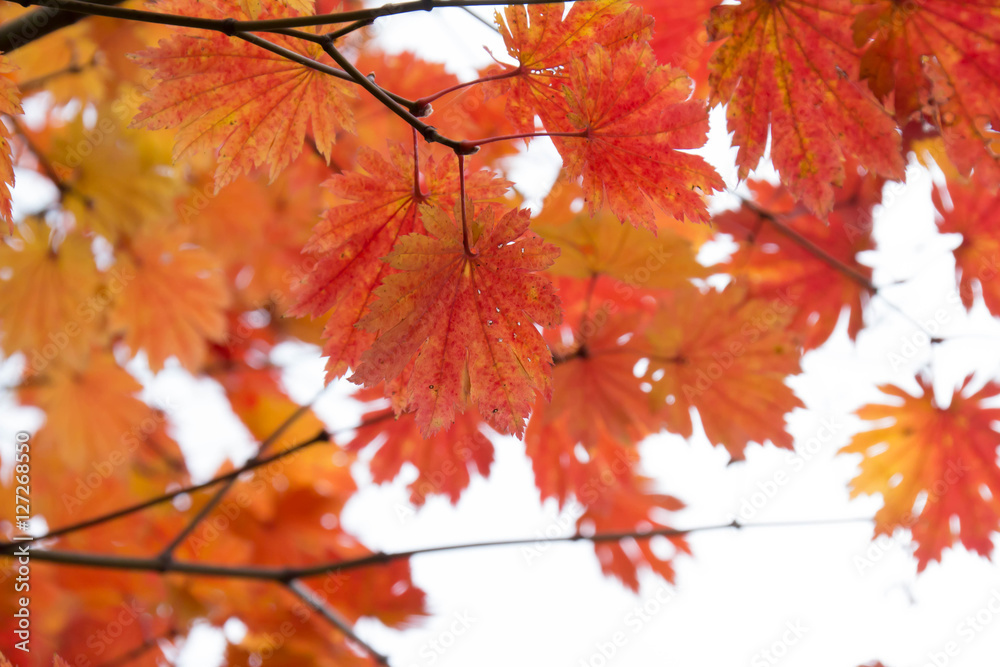 Orange maple Orange maple