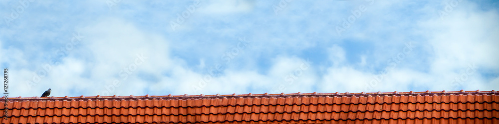pigeon stand on roof and blue sky white cloud pigeon stand on roof and blue sky white cloud