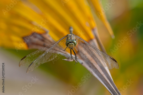 Green Marsh Hawk dragonfly, Orthetrum sabina (Order: Odonata, Family: Libellulidae) on a leaf photo