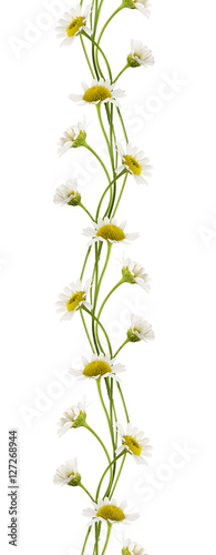 Daisy flowers seamless line