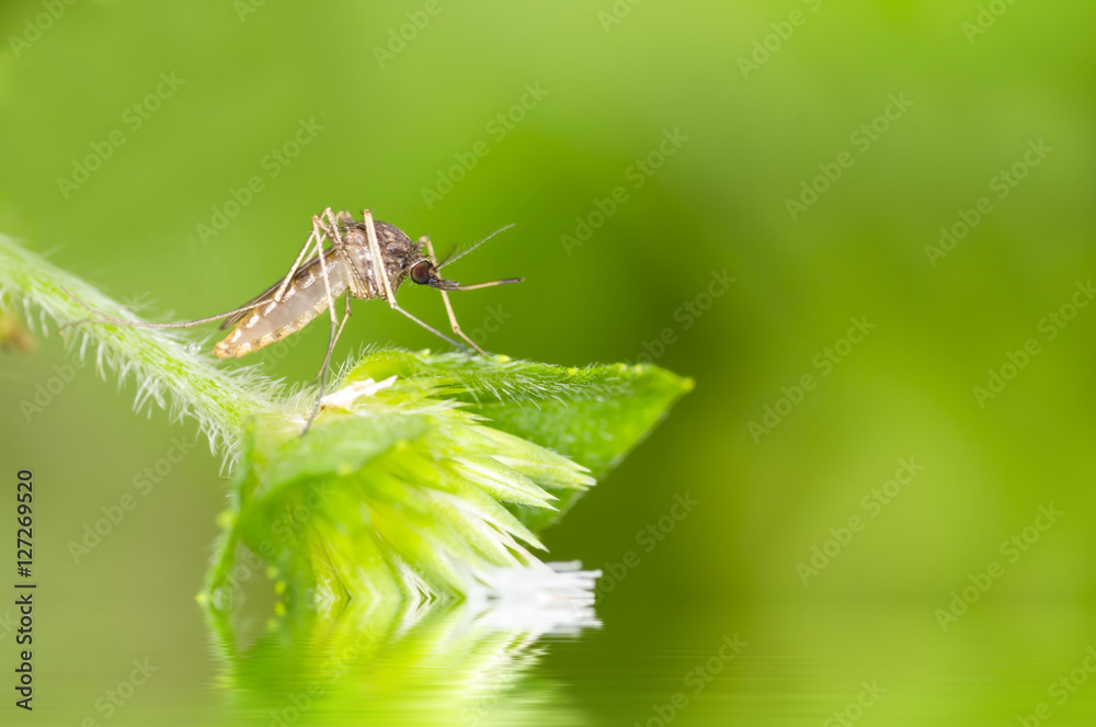 Macro and depth of field (DOF) effect of mosquito with water reflection - Mosquito resting on green leaf Macro and depth of field (DOF) effect of mosquito with water reflection - Mosquito resting on green leaf