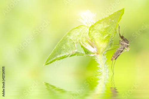Macro and depth of field (DOF) effect of mosquito with water reflection - Mosquito resting on green leaf