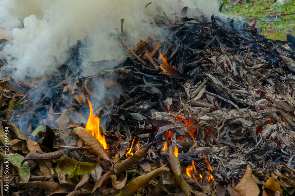 Burning dry leaf fallen - Environmental and air pollution issues Burning dry leaf fallen - Environmental and air pollution issues