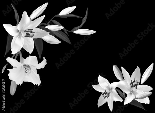 white and grey lily flowers on black