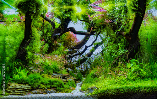 close up image of aquarium tank .