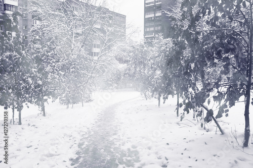 snowy path between the trees
